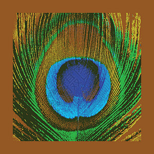 矢量图蓝色羽毛它制作图案抽象背景矢量图绿色孔雀纹饰插图痕迹艺术棕色装饰品羽毛蓝色插画
