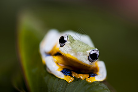 印多尼西亚的异教青蛙在丰富多彩的背景下转业宠物橙子捕食者两栖热带动物蹼状绿色野生动物动物群背景