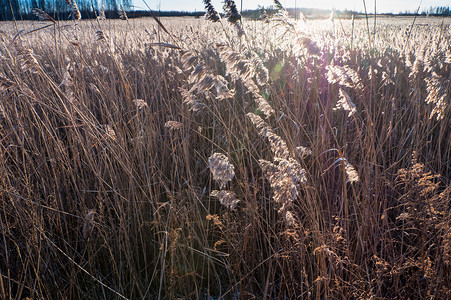 猪鬃草日落时的Reeds植物场地天空背光阴影芦苇环境柳条太阳墙纸背景