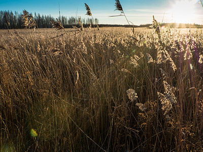 猪鬃草日落时的Reeds太阳阴影环境植物场地墙纸芦苇柳条叶子背光背景