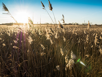 猪鬃草日落时的Reeds天空场地植物环境叶子阴影太阳柳条背光芦苇背景