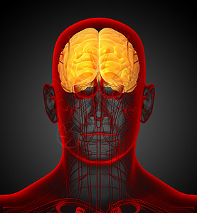3d 进行脑部医学插图中脑髓质脑桥颅骨大脑小脑垂体嗅觉背景