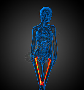 3d为大腿骨的医学插图骨骼坐骨股骨膝盖腓骨胫骨颅骨指骨髌骨背景图片