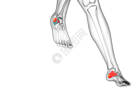 3d 进行医学实验 以解剖加州的骨骼痛风跟骨创伤病人风湿医疗痛苦骨科背景图片