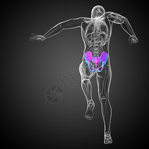 3D 骨盆骨的医学插图骨盆关节骨骼软骨解剖学医疗子宫密度股骨背景图片