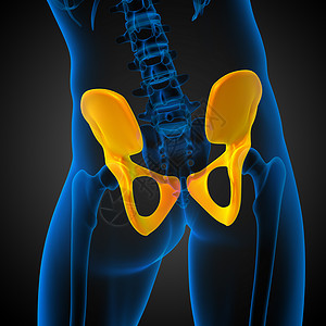 背部骨骼3D 骨盆骨的医学插图子宫医疗解剖学密度骨盆股骨关节软骨骨骼背景
