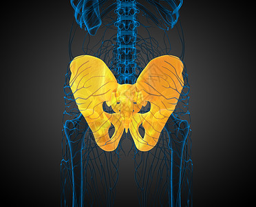 3D 骨盆骨的医学插图解剖学软骨子宫关节医疗骨盆密度股骨骨骼背景图片