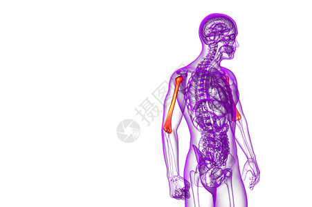 3d为医疗3d插图 骨艺术骨头蓝色黑色身体手臂电脑解剖学生物学背景图片