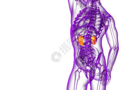 3d为人体肾脏的医学说明膀胱尿液器官输尿管腹部尿道蓝色科学解剖学背景图片