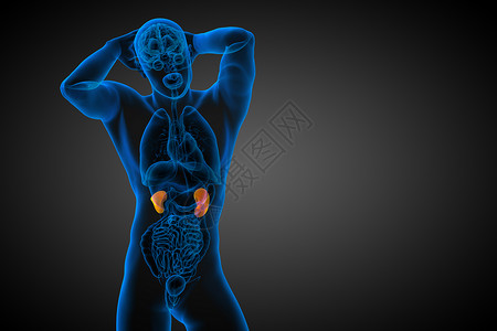 人体腹部3d为人体肾脏的医学说明解剖学蓝色科学膀胱尿液尿道器官腹部输尿管背景