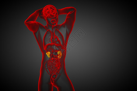 3d为人体肾脏的医学说明输尿管器官蓝色腹部解剖学膀胱尿道科学尿液背景图片