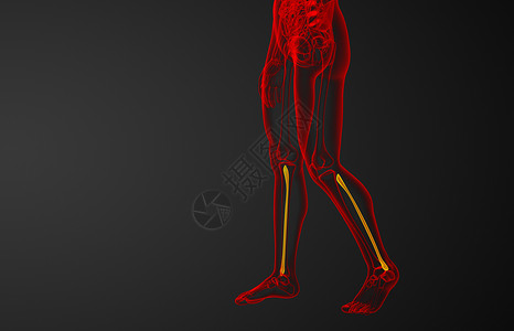 3d 显示纤维骨的插图骨骼医疗胫骨x光背景图片