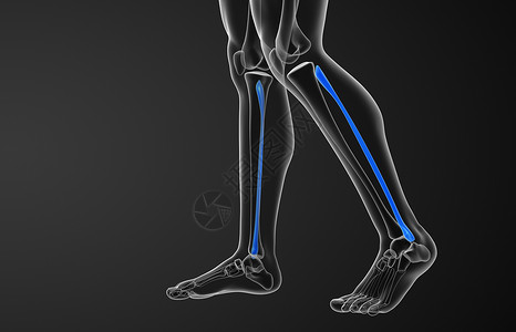 3d 显示纤维骨的插图医疗x光胫骨骨骼背景图片