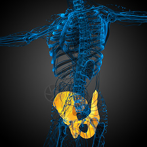 3d为骨盆骨骼的医学插图股骨软骨关节子宫医疗密度背景图片