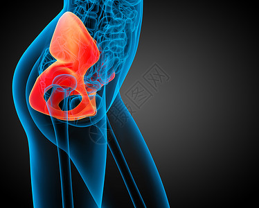 3d为骨盆骨骼的医学插图股骨医疗软骨关节密度子宫背景图片