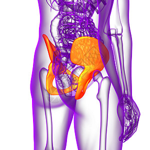 3d为骨盆骨骼的医学插图股骨关节子宫医疗密度软骨背景图片