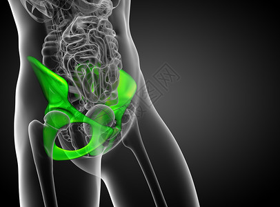 3d为骨盆骨骼的医学插图密度股骨子宫关节软骨医疗背景图片