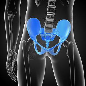 3D 骨盆骨的医学插图软骨骨盆骨骼子宫股骨密度医疗关节背景图片