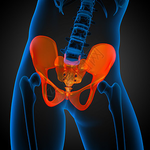 3D 骨盆骨的医学插图关节骨骼骨盆股骨软骨子宫医疗密度背景图片