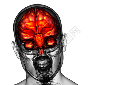 3D 大脑医学插图小脑垂体中脑髓质颅骨嗅觉杏仁背景