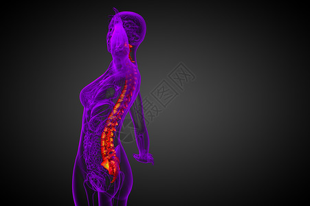 3d为人体脊椎的医学插图胸椎颈椎病生物学骨骼背痛骶骨椎骨骨头医疗腰椎背景图片