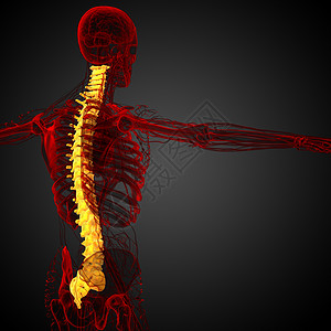 3d为人体脊椎的医学插图腰椎背痛胸椎椎骨解剖学骨干生物学骶骨医疗颈椎病背景图片