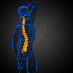 3d为人体脊椎的医学插图椎骨胸椎骨头解剖学骨干骶骨医疗背痛颈椎病腰椎背景图片