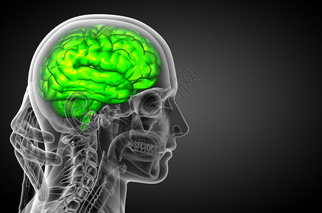 3D 大脑医学插图髓质中脑杏仁颅骨小脑垂体嗅觉背景