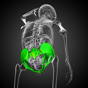 3D 骨盆骨的医学插图软骨解剖学医疗子宫关节骨骼骨盆股骨背景图片