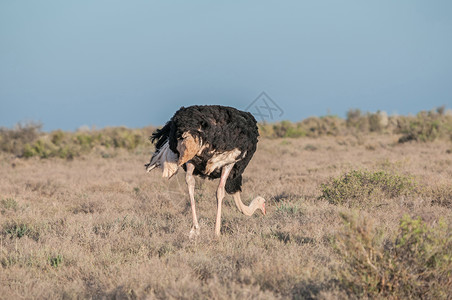 鲁西黄牛Karoo国家公园的Ostrich背景