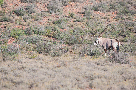 鲁西黄牛Karoo国家公园中的Oryx或Gemestesbok背景