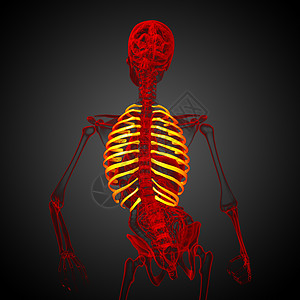 3d为伤寒的医学插图胸部软骨器官椎骨肋骨骨骼肩胛骨肱骨胸椎锁骨背景图片