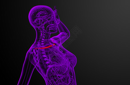 3d为颈骨的医学插图锁骨脊柱肋骨骨头躯干肱骨肩膀骨骼肩胛骨胸部背景