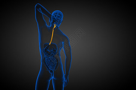 3d 显示食道的插图冒号舌头食管胆囊膀胱附录医疗背景图片