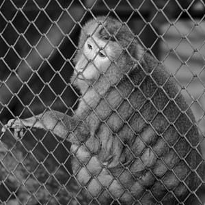 猴子酒吧哺乳动物泰国高清图片