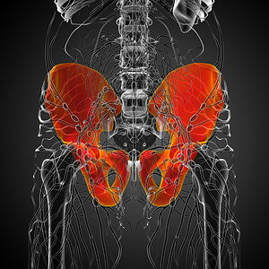 3D 骨盆骨的医学插图医疗子宫股骨骨骼密度软骨骨盆关节背景图片