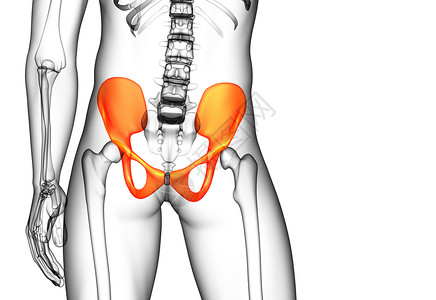骨骼密度3D 骨盆骨的医学插图子宫关节骨骼股骨骨盆医疗软骨密度背景