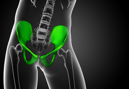 骨骼密度3D 骨盆骨的医学插图关节医疗密度子宫股骨骨骼骨盆软骨背景