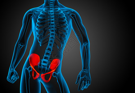 3D 骨盆骨的医学插图医疗股骨骨盆关节密度骨骼子宫软骨背景图片
