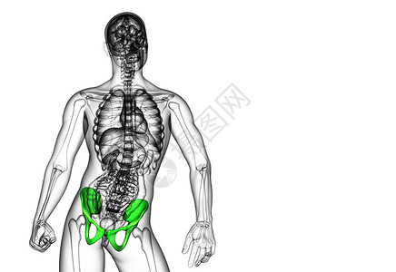 3D 骨盆骨的医学插图骨骼关节密度软骨子宫骨盆医疗股骨背景图片