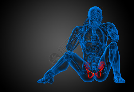 3D 骨盆骨的医学插图密度骨骼子宫股骨关节骨盆医疗软骨背景图片