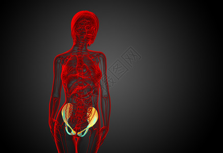 3D 骨盆骨的医学插图医疗软骨骨盆骨骼股骨子宫密度关节背景图片