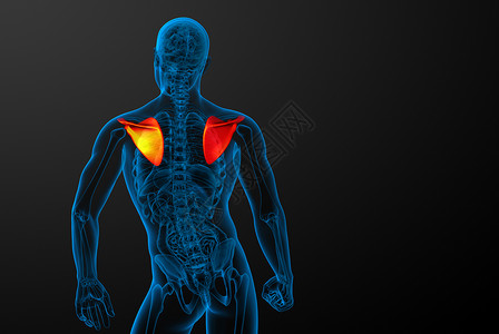 3d 进行医学演示 以说明骨骨骼解剖学肋骨锁骨骨头躯干胸部肩膀疼痛脊柱肱骨背景