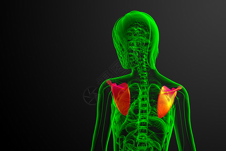 躯干3d 进行医学演示 以说明骨骨骼解剖学胸部锁骨疼痛肱骨肩膀骨科骨头脊柱肋骨背景