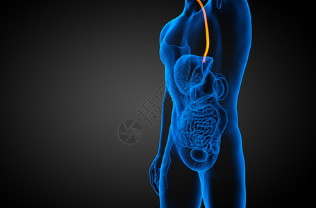 3d 显示食道的插图食管舌头膀胱胆囊附录医疗冒号背景图片