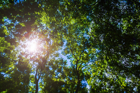明亮春季自然背景射线森林树木树叶环境阳光公园太阳天空绿色背景图片