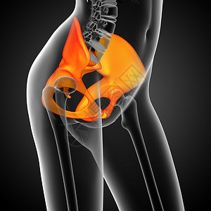 3D 3D 臀骨医学插图密度子宫骨盆关节医疗骨骼股骨解剖学软骨背景图片