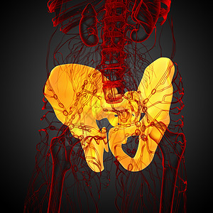3D 3D 臀骨医学插图医疗软骨密度解剖学骨骼股骨子宫关节骨盆背景图片