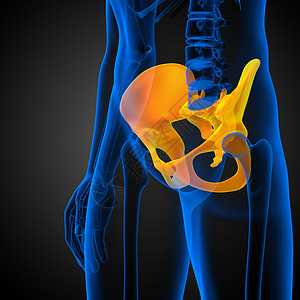 3D 3D 臀骨医学插图骨骼解剖学股骨子宫密度骨盆关节软骨医疗背景