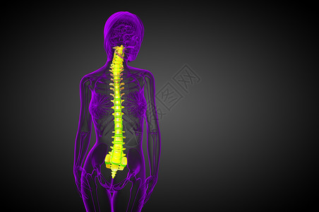 3d为人体脊椎的医学插图骨干骶骨胸椎生物学医疗背痛腰椎椎骨解剖学颈椎病背景图片